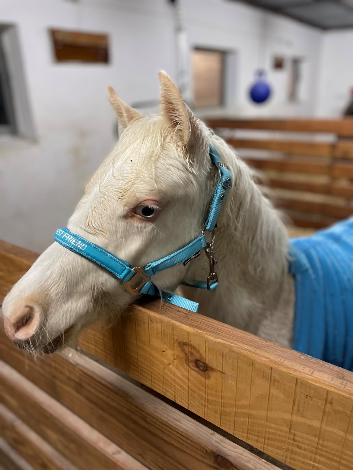 Welsh Partbred (Sec F) Tovdal’s Miss Ocean Pearl • Willow • billede 28