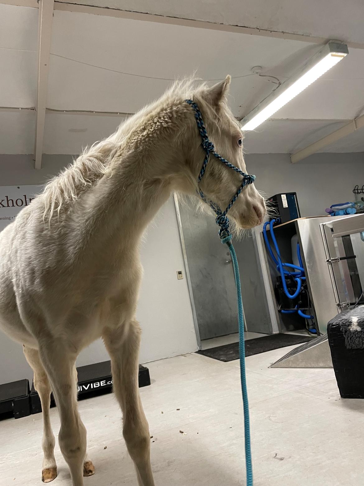 Welsh Partbred (Sec F) Tovdal’s Miss Ocean Pearl • Willow • billede 30