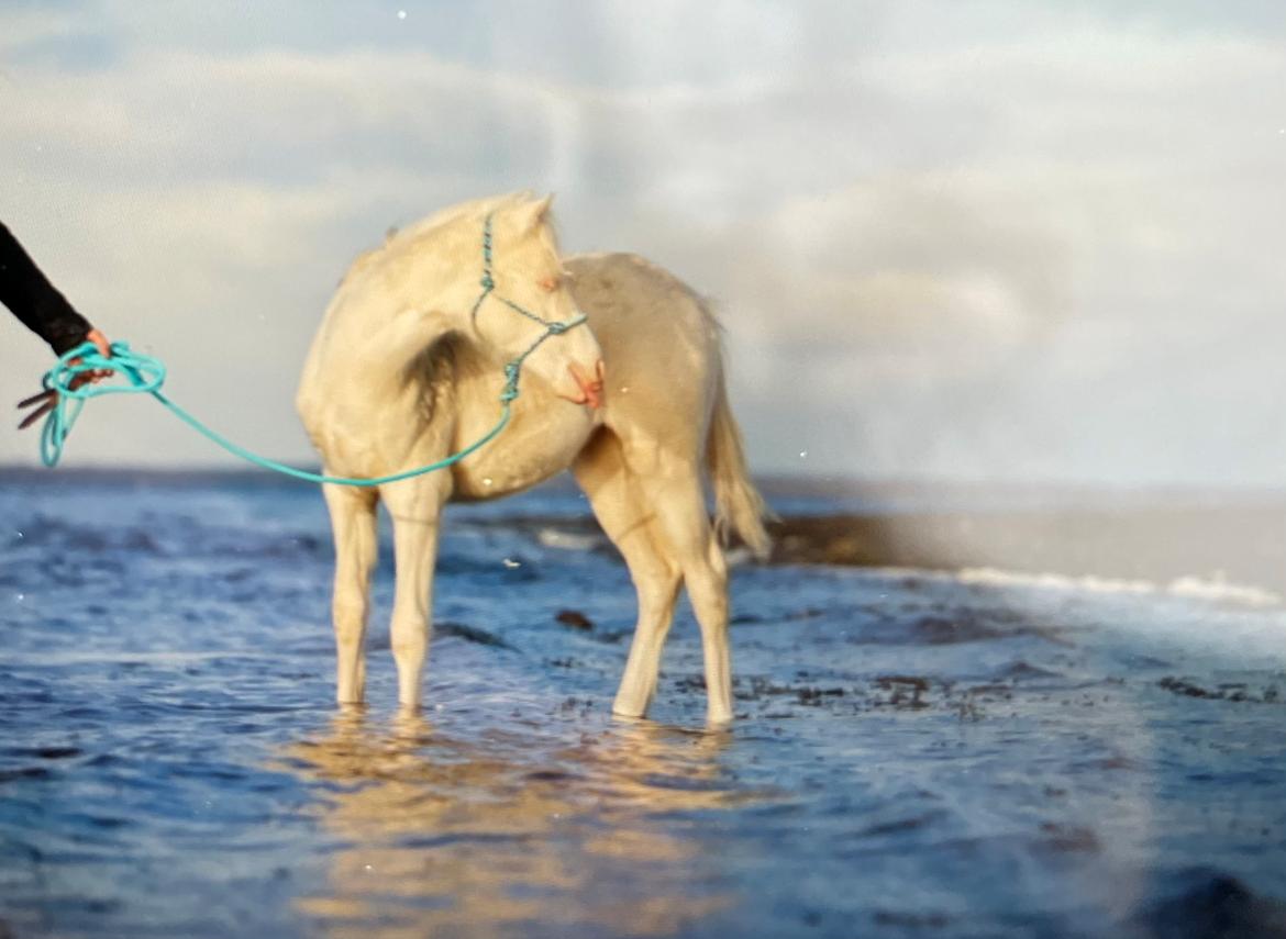 Welsh Partbred (Sec F) Tovdal’s Miss Ocean Pearl • Willow • billede 24