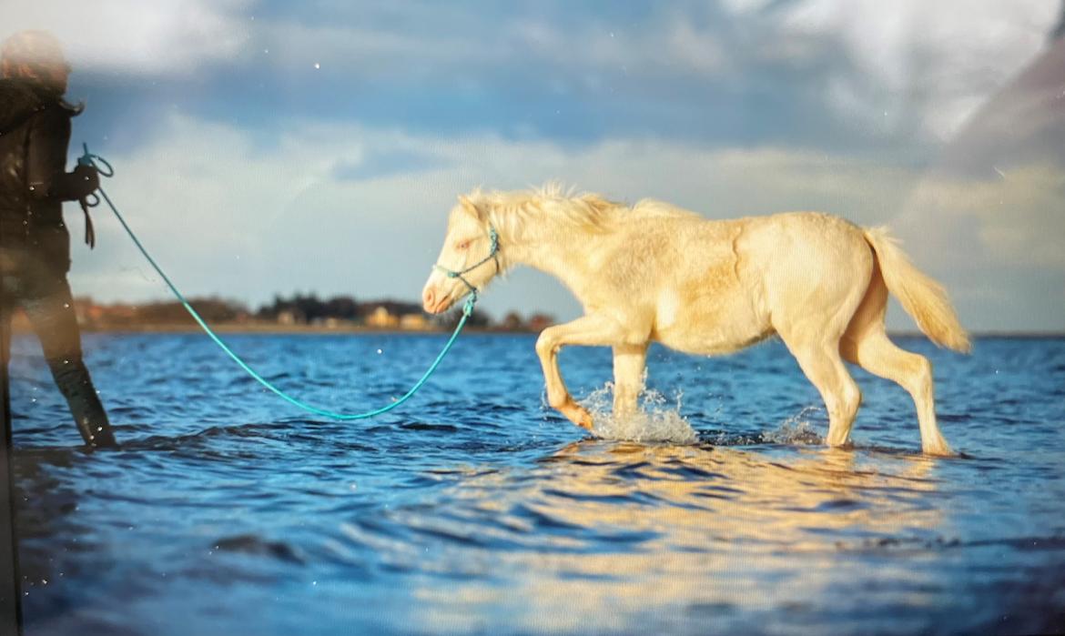 Welsh Partbred (Sec F) Tovdal’s Miss Ocean Pearl • Willow • billede 25