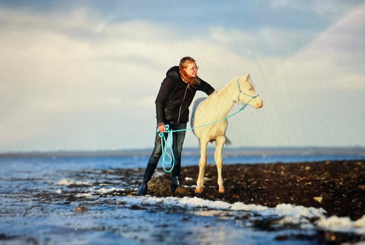 Welsh Partbred (Sec F) Tovdal’s Miss Ocean Pearl • Willow • billede 27