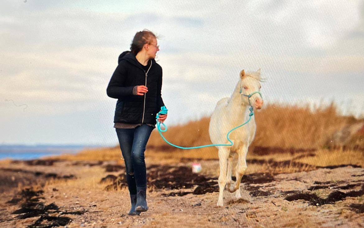 Welsh Partbred (Sec F) Tovdal’s Miss Ocean Pearl • Willow • billede 29