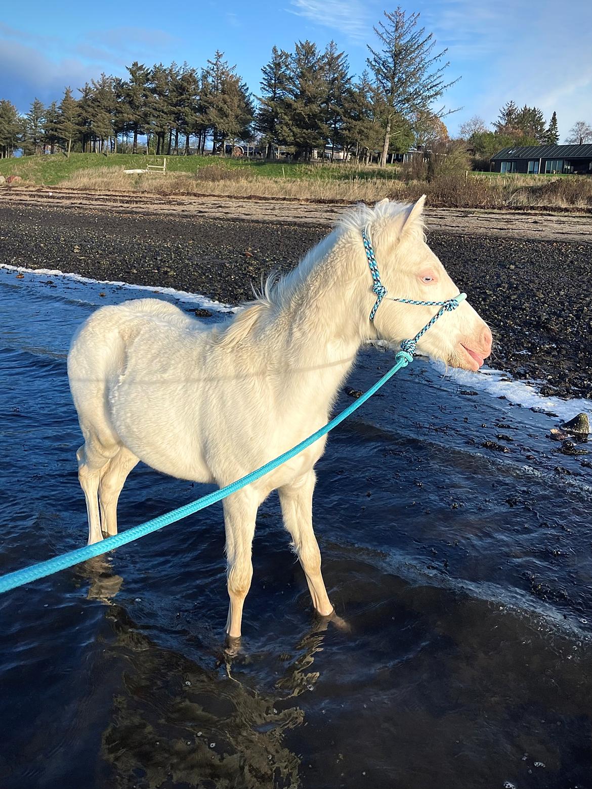 Welsh Partbred (Sec F) Tovdal’s Miss Ocean Pearl • Willow • billede 31