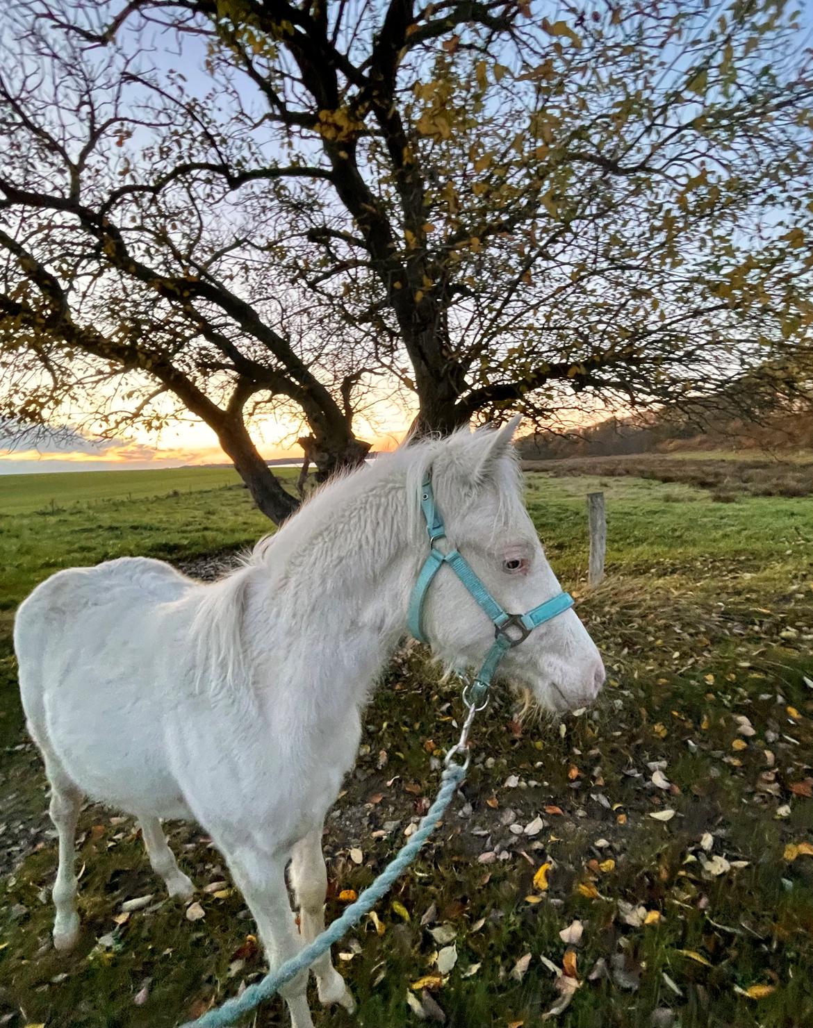 Welsh Partbred (Sec F) Tovdal’s Miss Ocean Pearl • Willow • billede 34