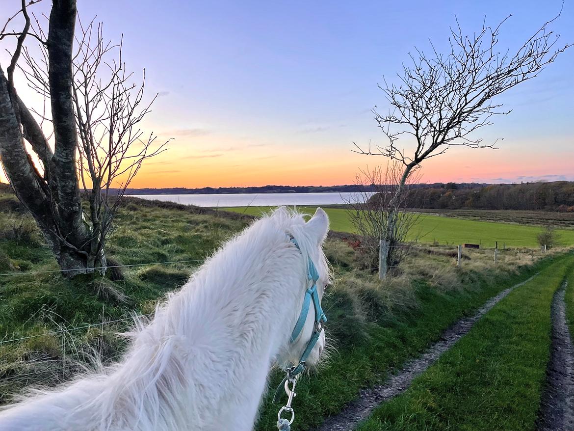 Welsh Partbred (Sec F) Tovdal’s Miss Ocean Pearl • Willow • billede 36