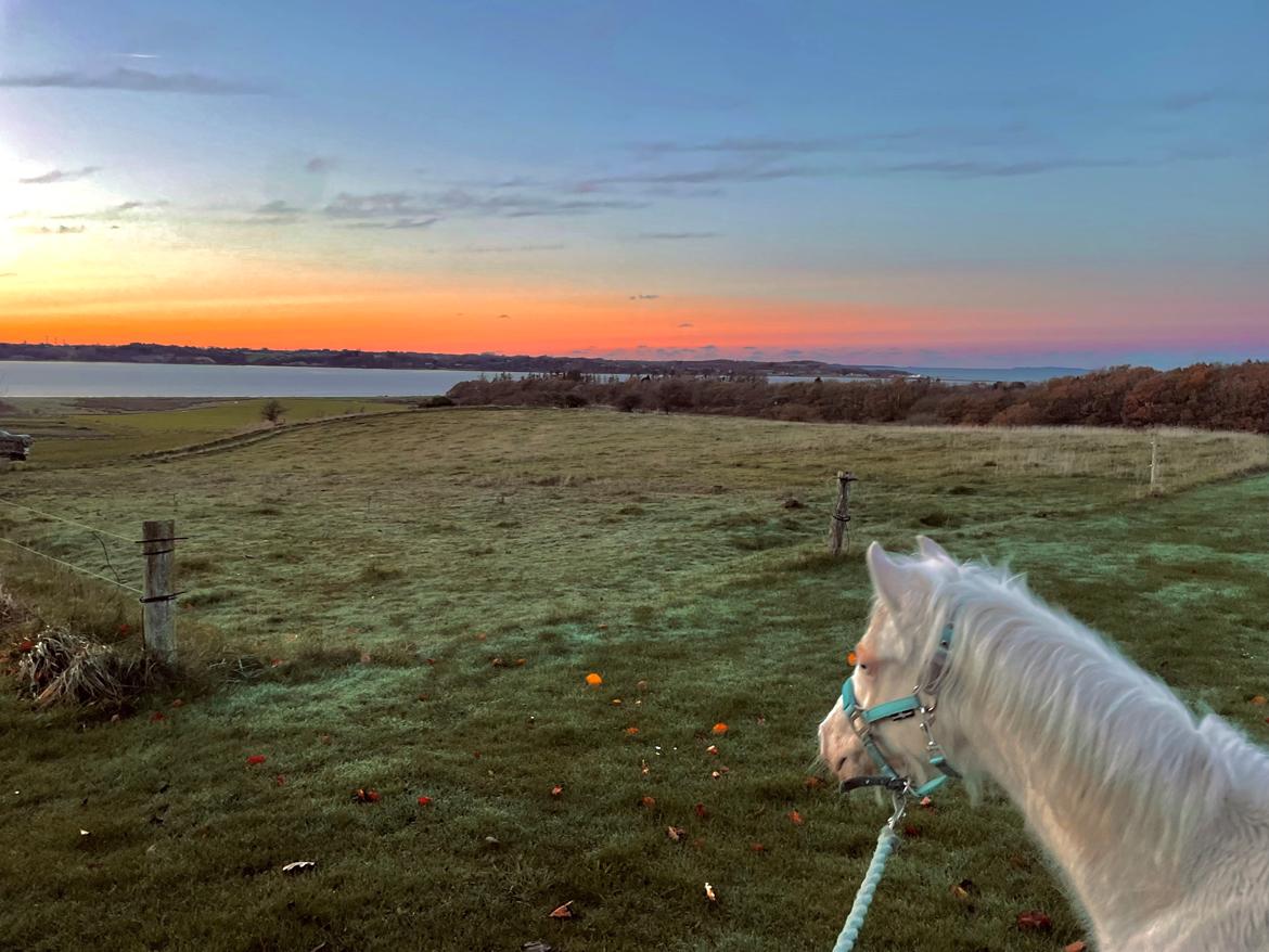 Welsh Partbred (Sec F) Tovdal’s Miss Ocean Pearl • Willow • billede 40
