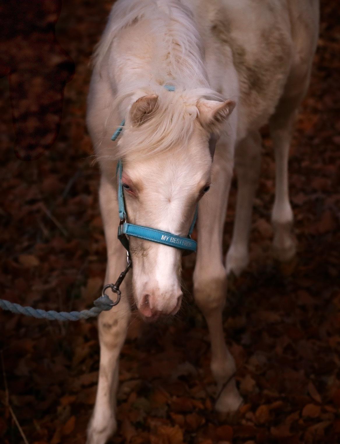 Welsh Partbred (Sec F) Tovdal’s Miss Ocean Pearl • Willow • billede 44