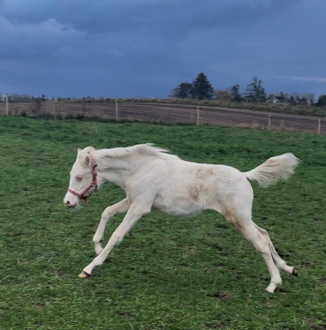 Welsh Partbred (Sec F) Tovdal’s Miss Ocean Pearl • Willow • billede 32