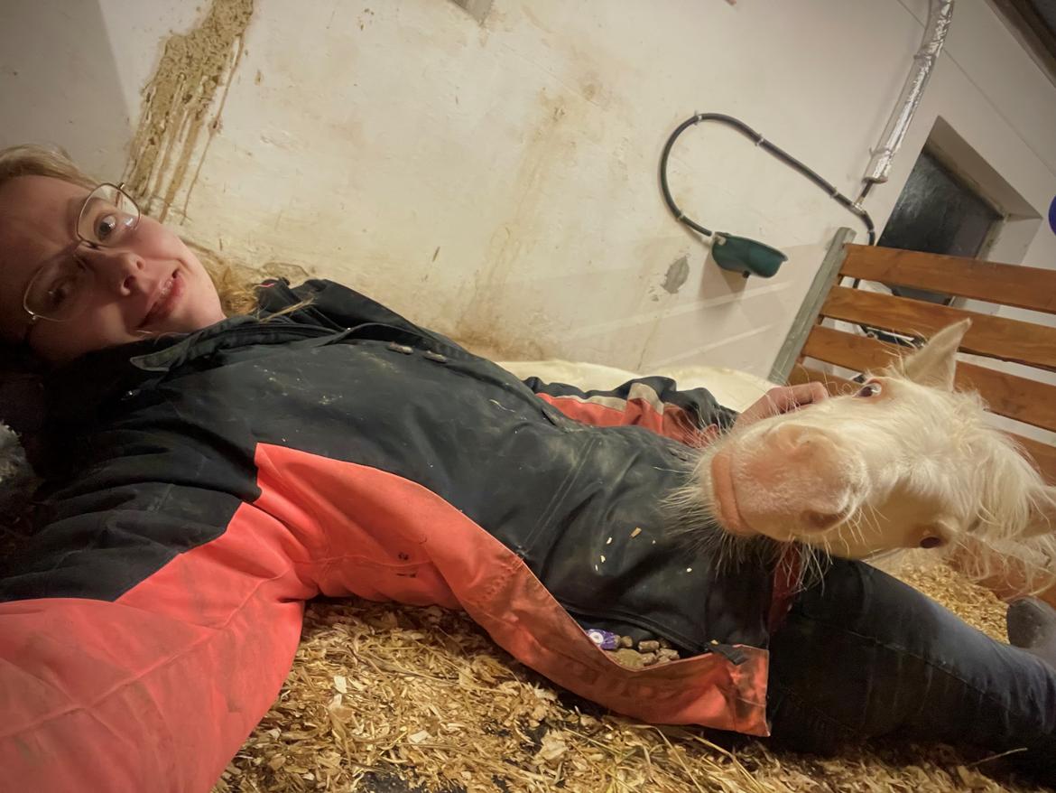 Welsh Partbred (Sec F) Tovdal’s Miss Ocean Pearl • Willow • billede 33