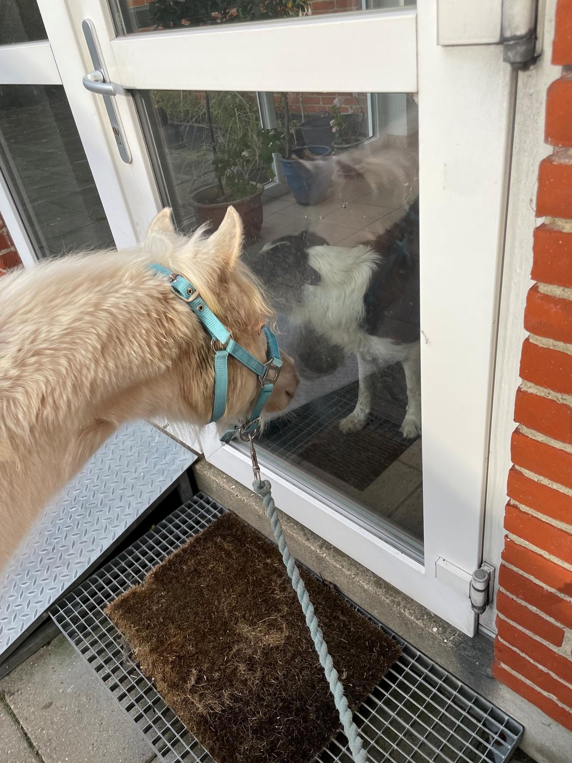 Welsh Partbred (Sec F) Tovdal’s Miss Ocean Pearl • Willow • billede 35