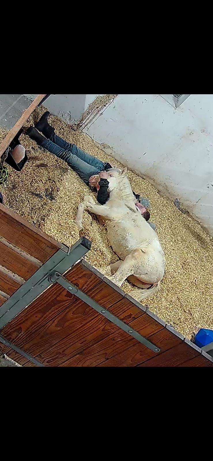 Welsh Partbred (Sec F) Tovdal’s Miss Ocean Pearl • Willow • billede 37