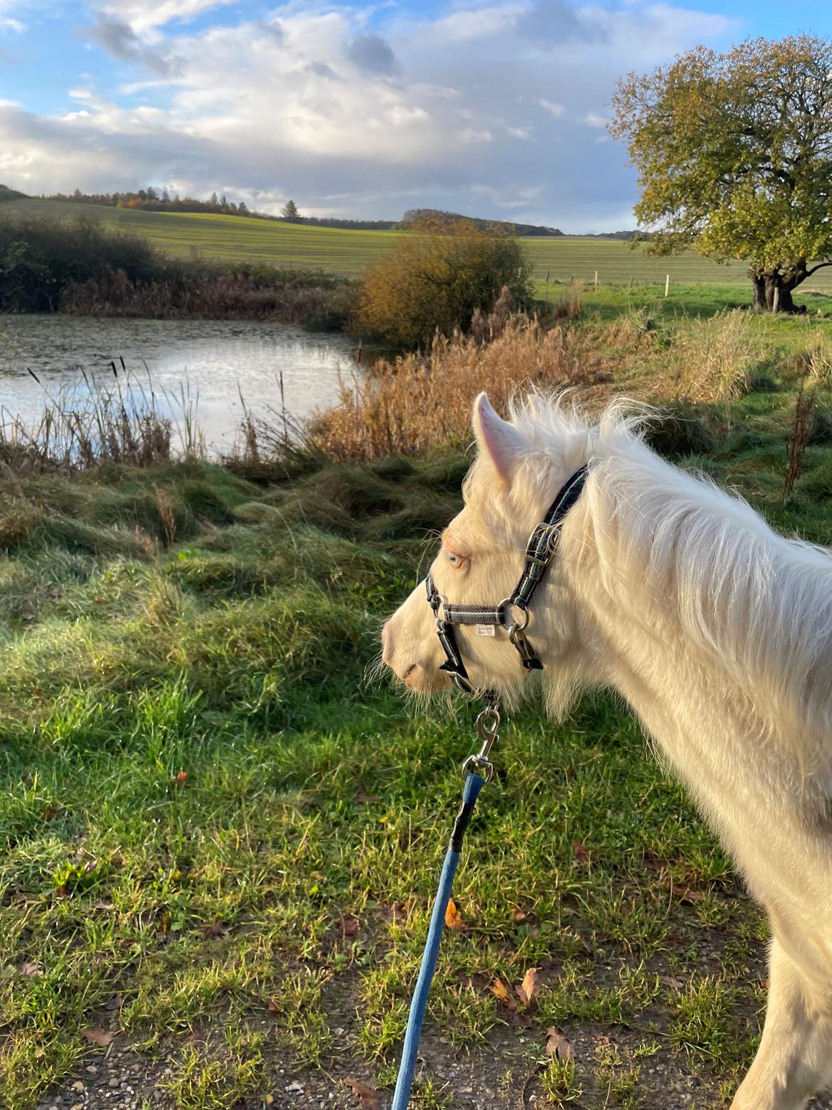 Welsh Partbred (Sec F) Tovdal’s Miss Ocean Pearl • Willow • billede 39
