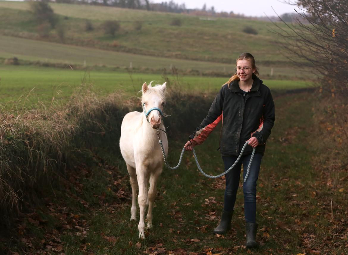 Welsh Partbred (Sec F) Tovdal’s Miss Ocean Pearl • Willow • billede 41