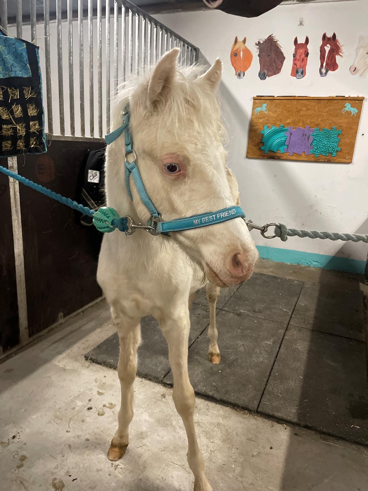 Welsh Partbred (Sec F) Tovdal’s Miss Ocean Pearl • Willow • billede 42