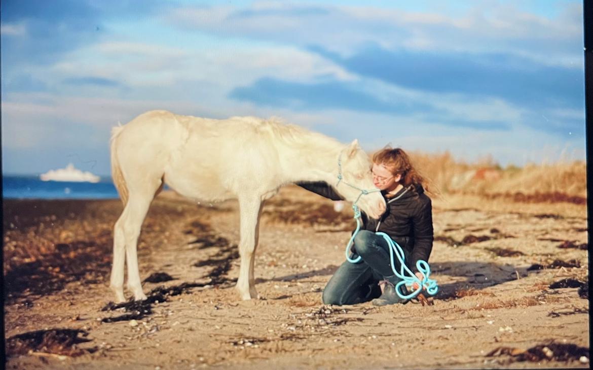 Welsh Partbred (Sec F) Tovdal’s Miss Ocean Pearl • Willow • billede 43