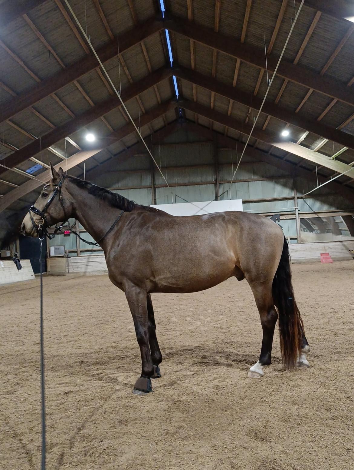 Palomino Moelleaaens Fürstengold - november 2025 billede 9