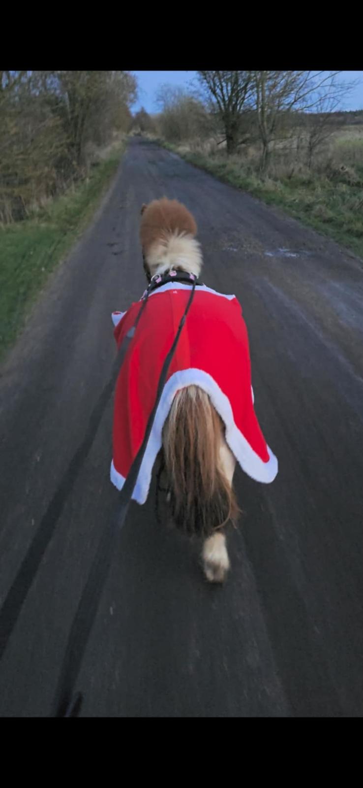 Shetlænder Mille billede 5