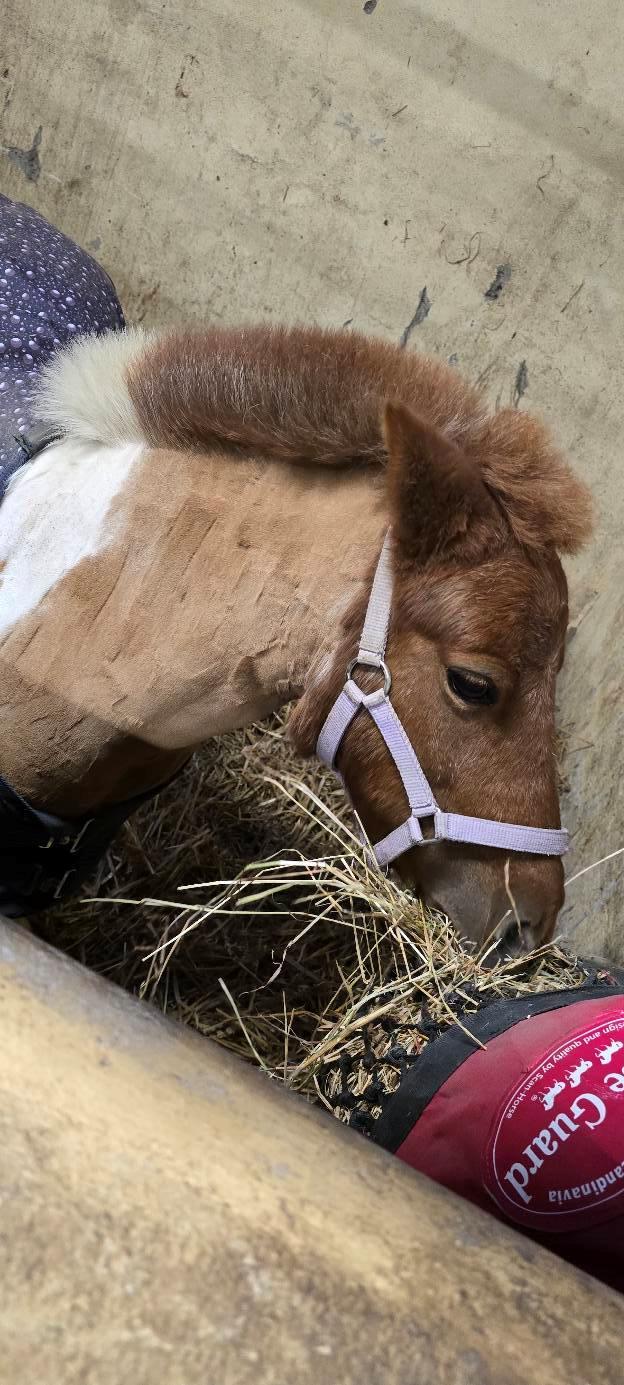 Shetlænder Mille billede 7