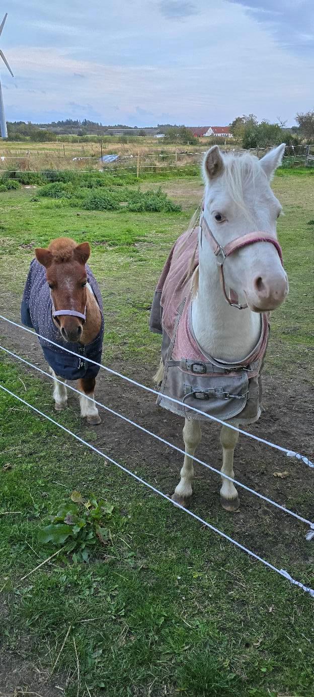 Shetlænder Mille billede 10