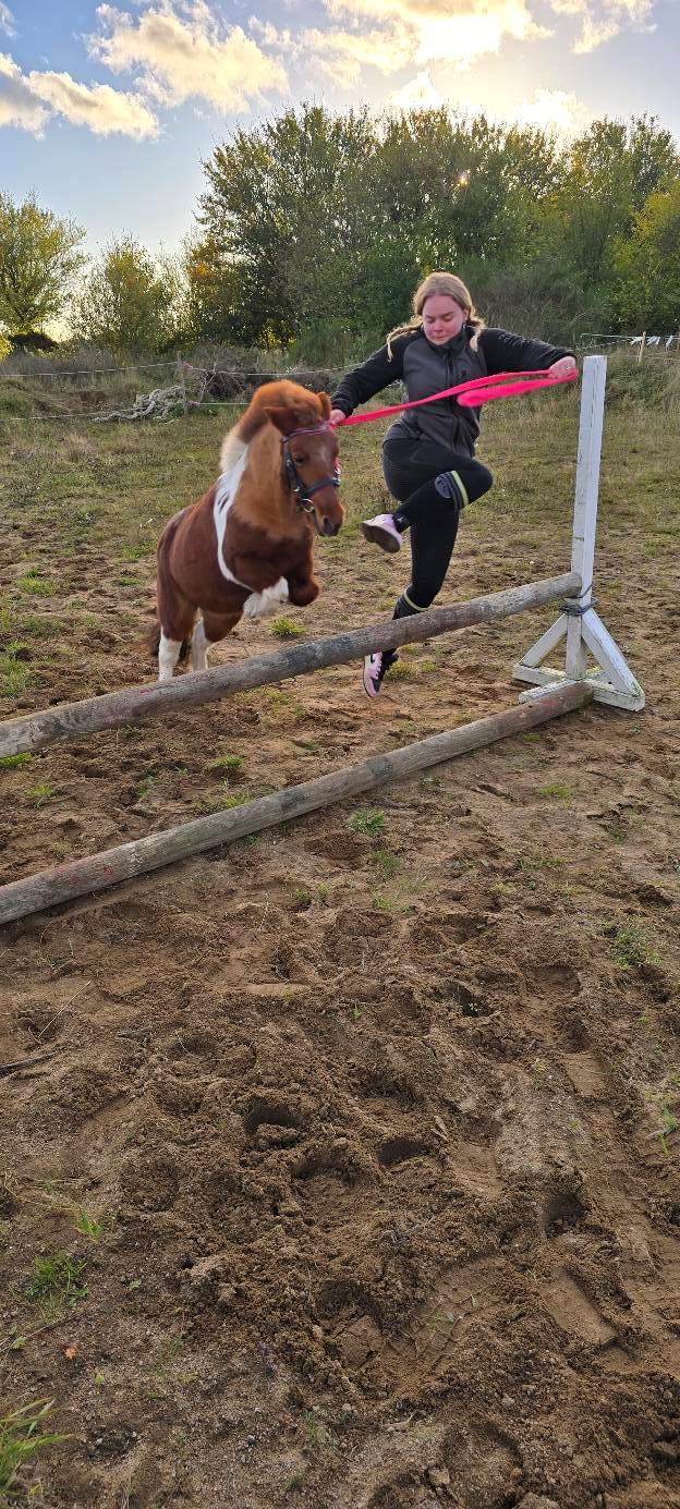 Shetlænder Mille billede 8