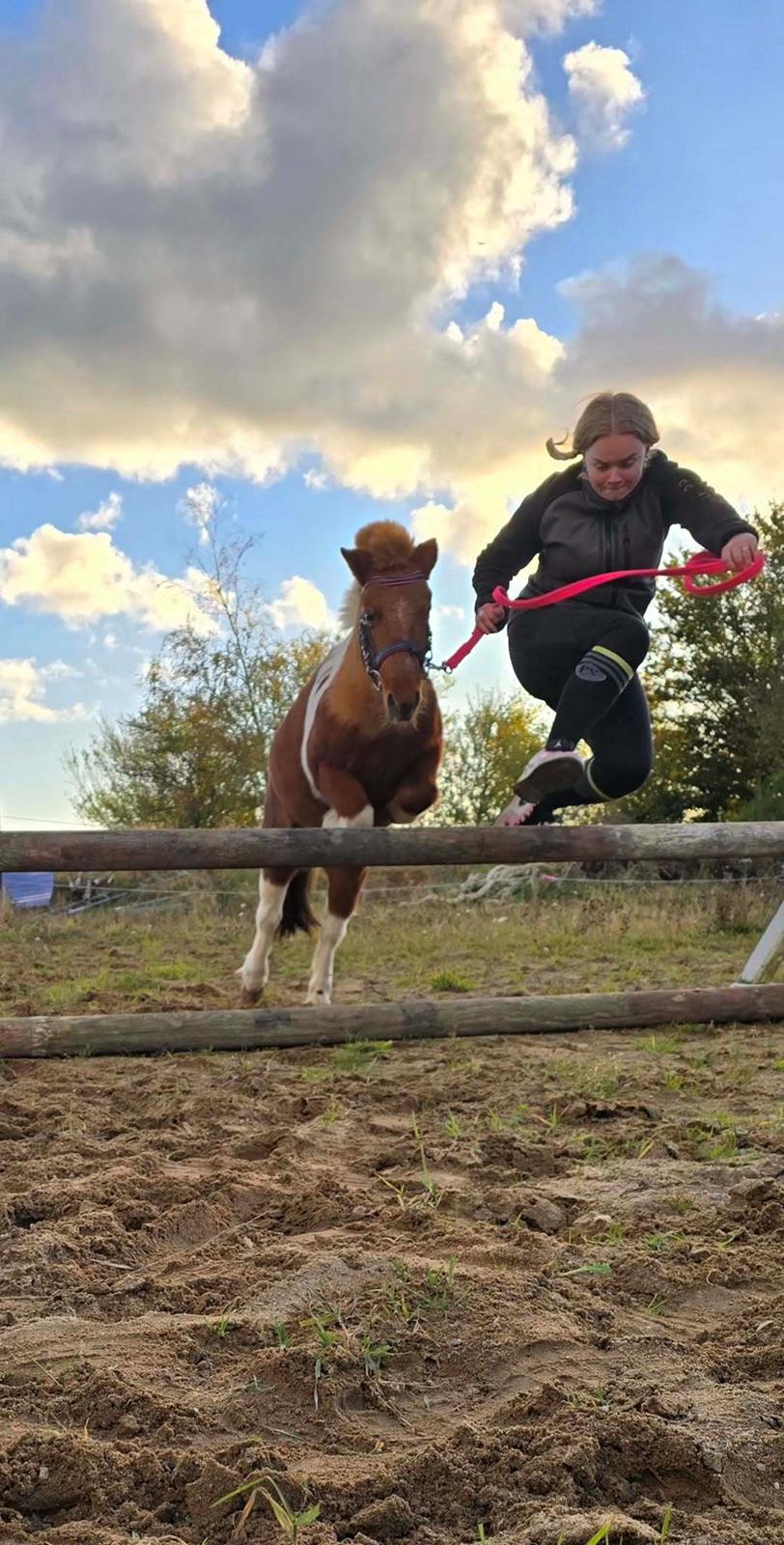 Shetlænder Mille billede 3