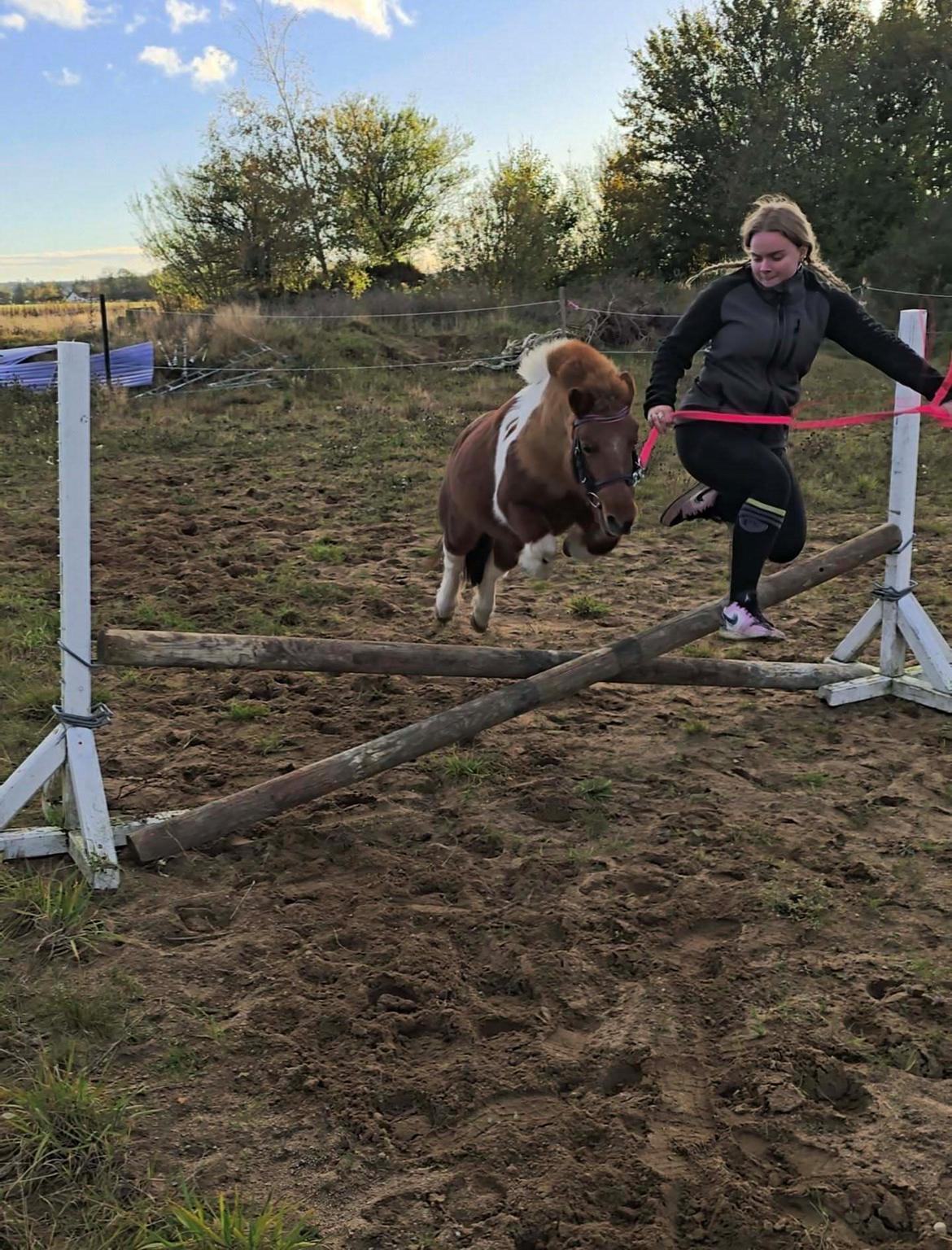 Shetlænder Mille billede 13