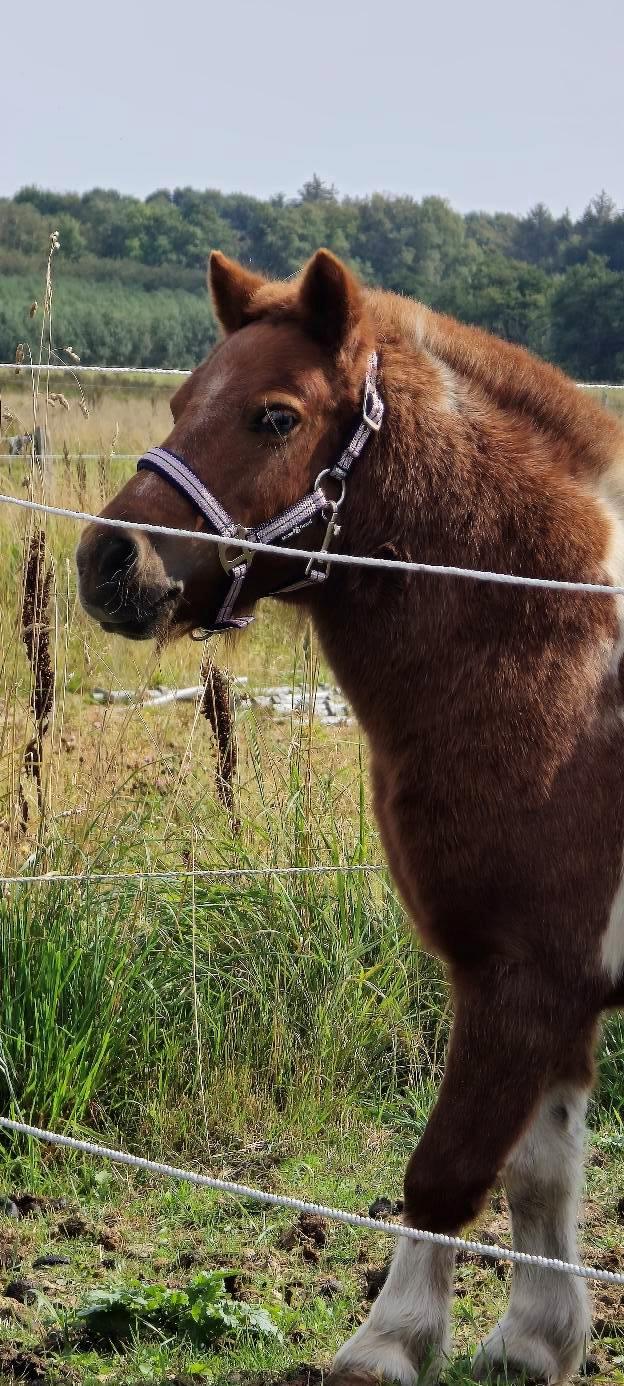 Shetlænder Mille billede 2