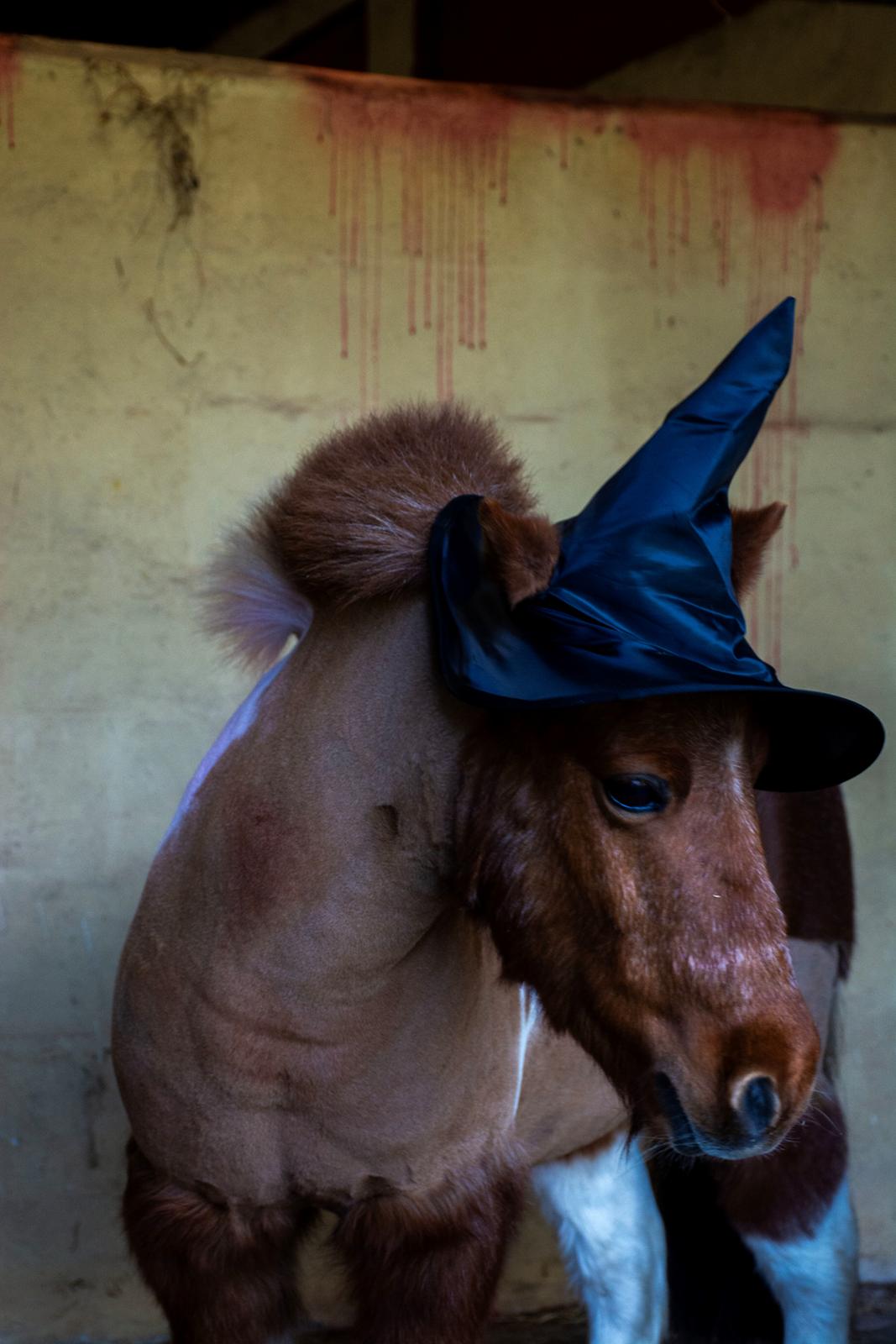 Shetlænder Mille billede 14