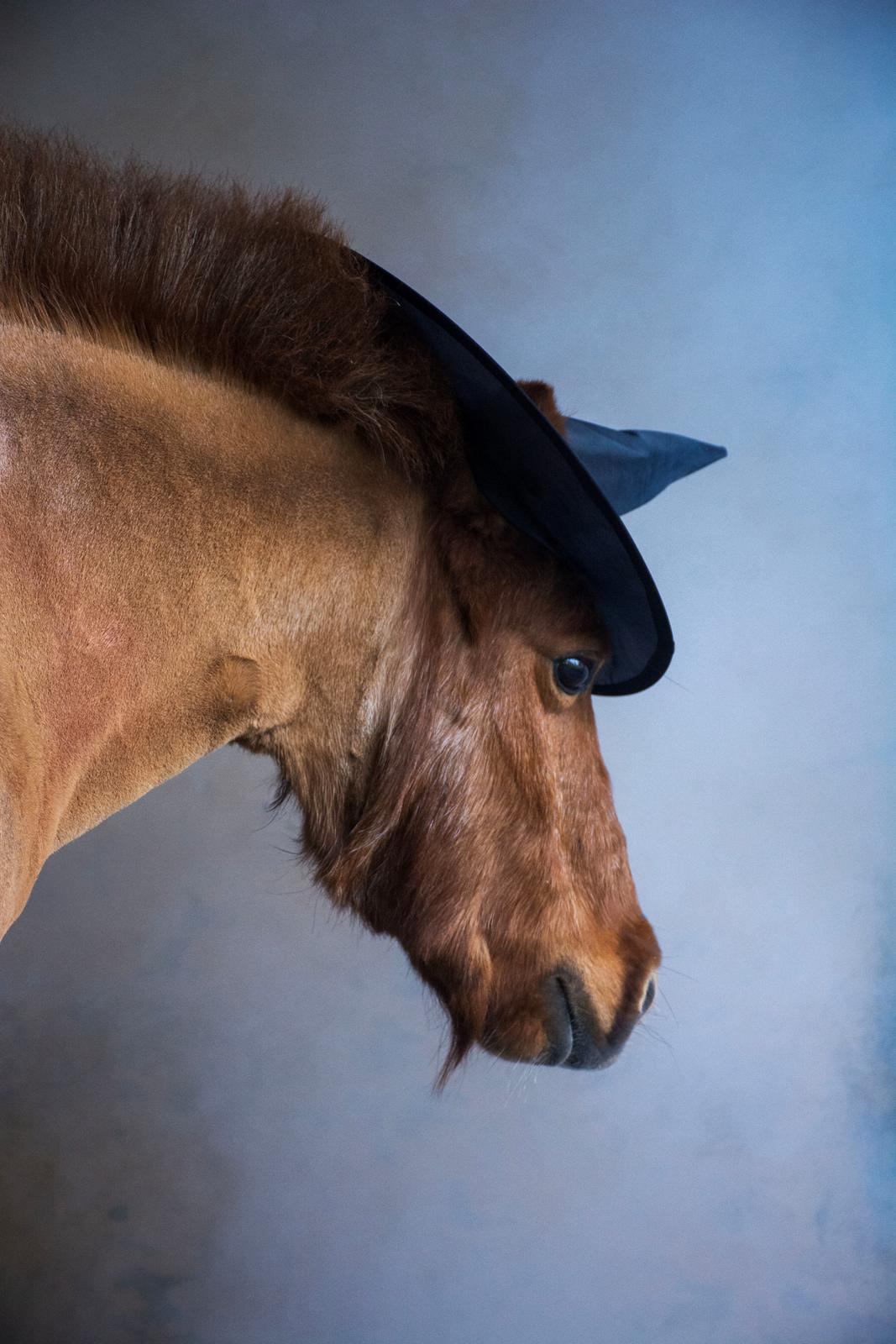 Shetlænder Mille billede 15