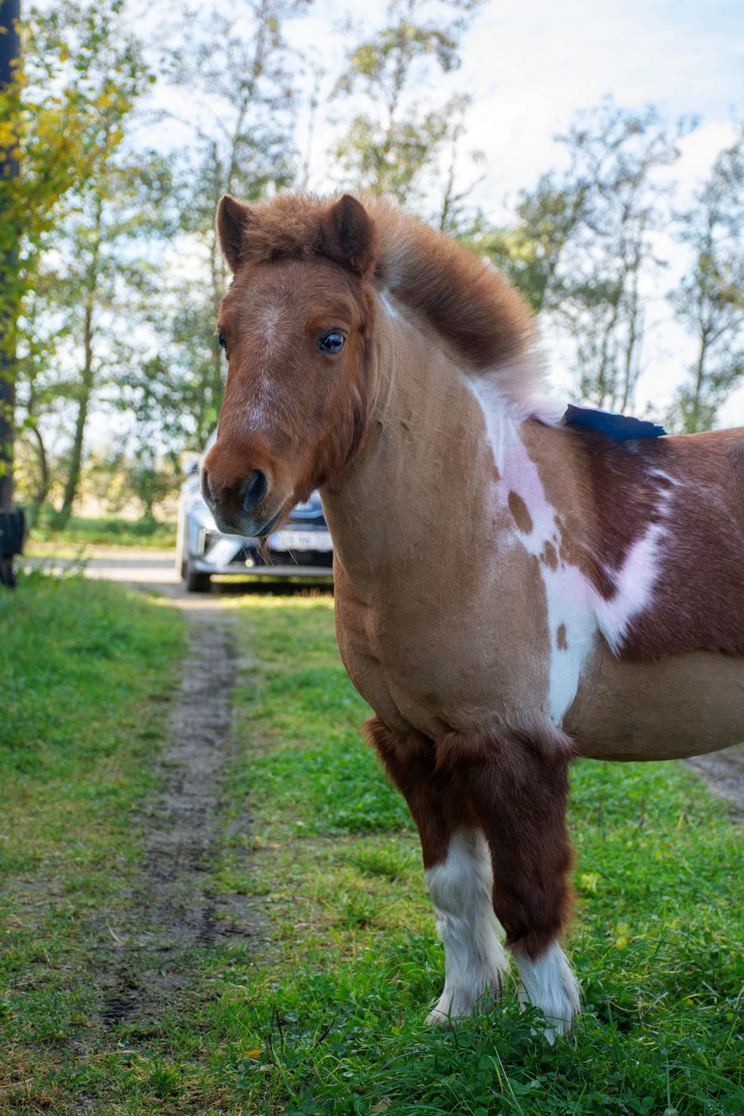 Shetlænder Mille billede 4