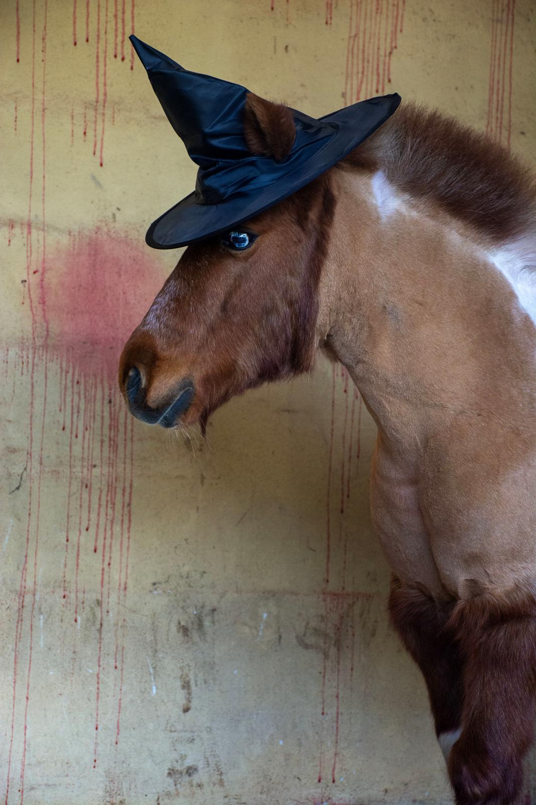 Shetlænder Mille billede 9