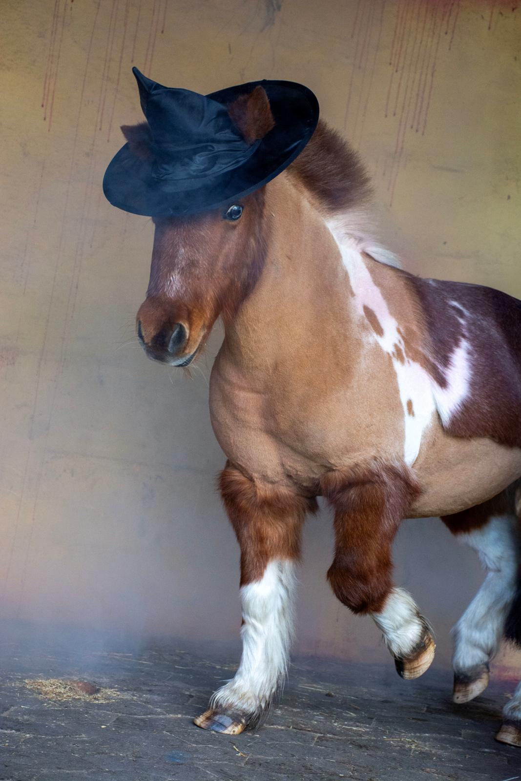 Shetlænder Mille billede 1