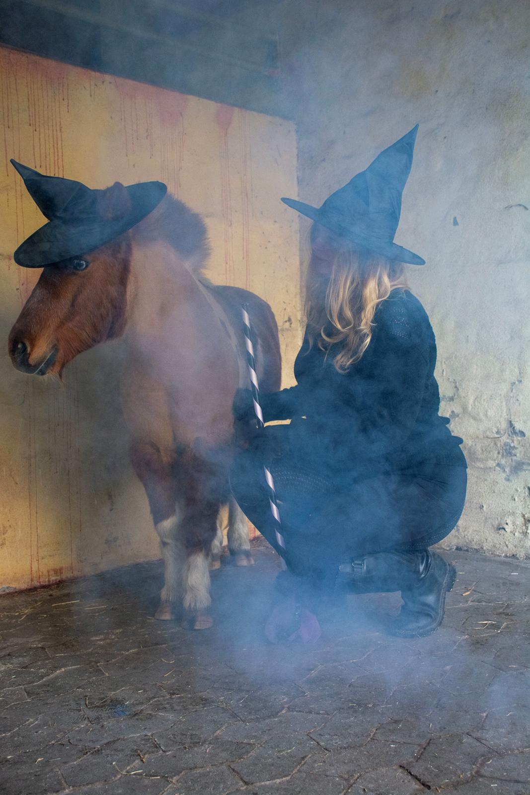 Shetlænder Mille billede 16