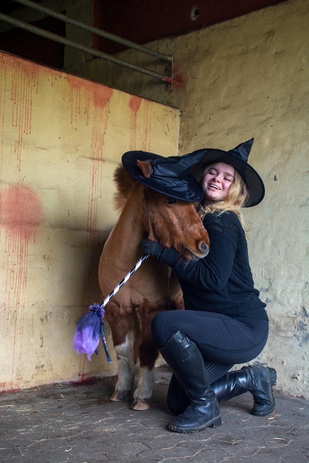 Shetlænder Mille billede 12