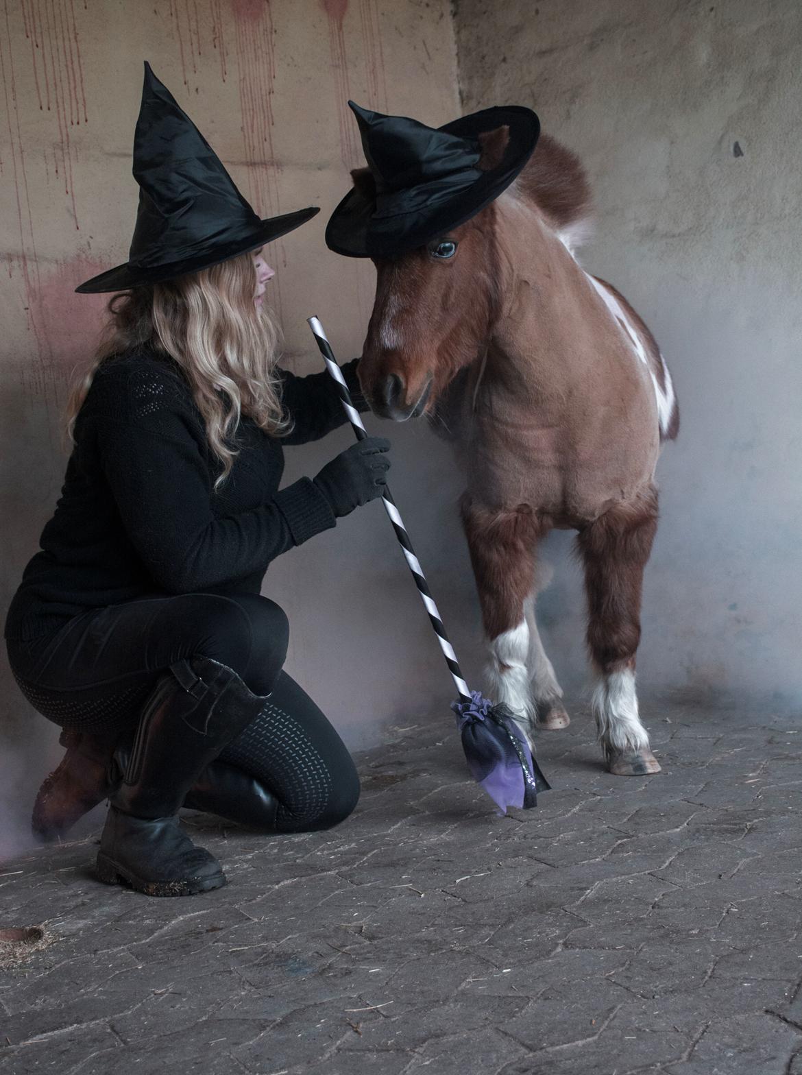 Shetlænder Mille billede 18