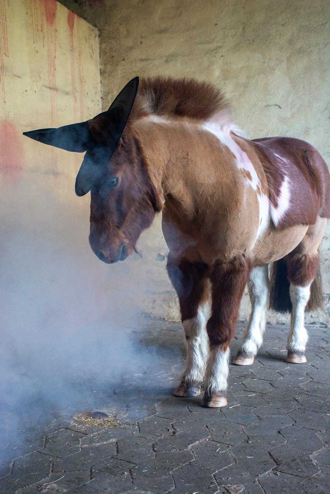 Shetlænder Mille billede 11