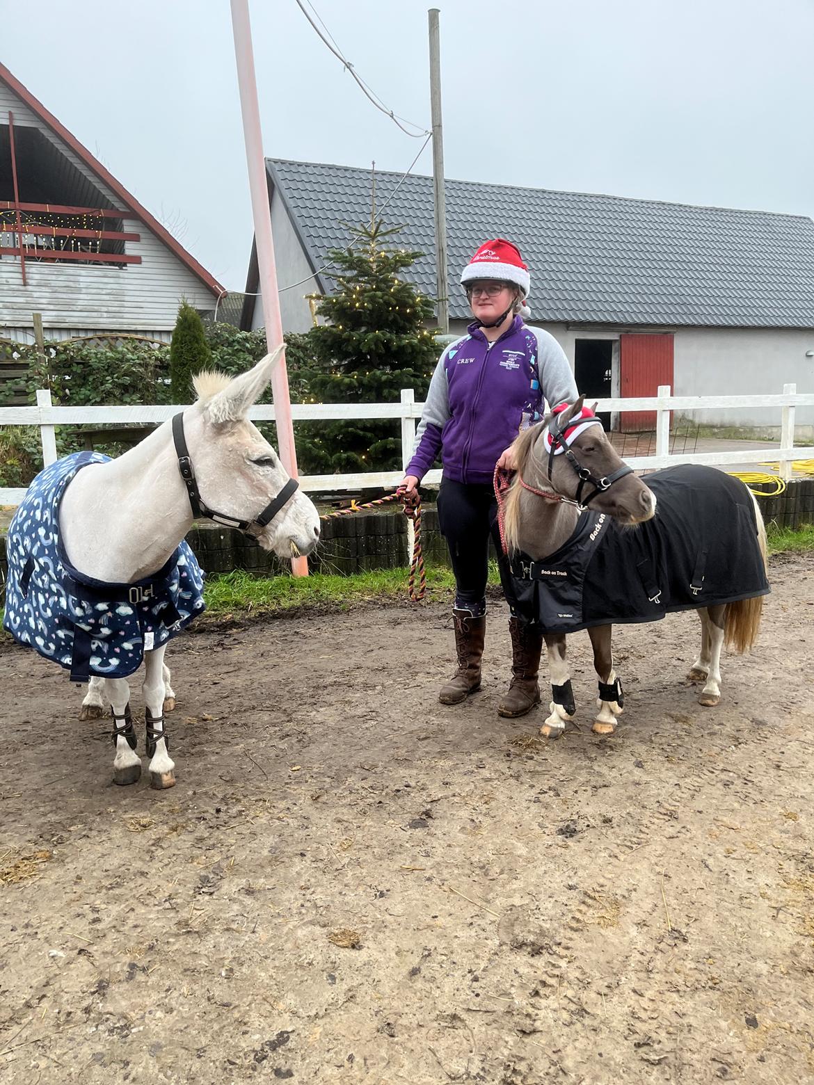 Amerikansk Miniature MHS ULTRA DENIQUE SHOWGIRL billede 2