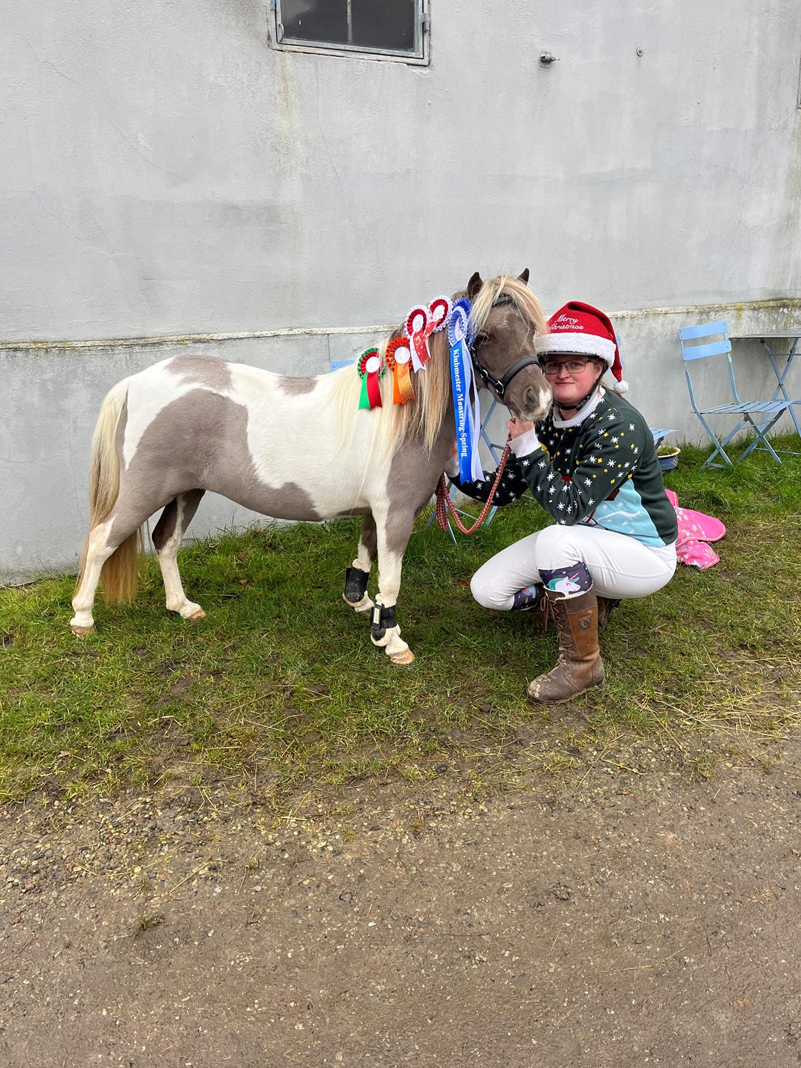 Amerikansk Miniature MHS ULTRA DENIQUE SHOWGIRL billede 1