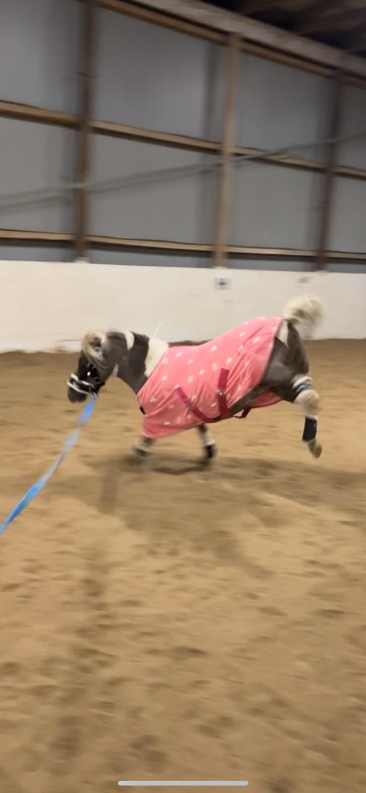 Amerikansk Miniature MHS ULTRA DENIQUE SHOWGIRL billede 4