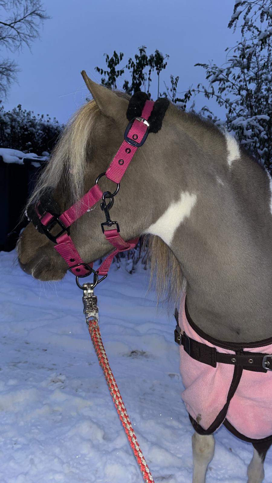 Amerikansk Miniature MHS ULTRA DENIQUE SHOWGIRL billede 3