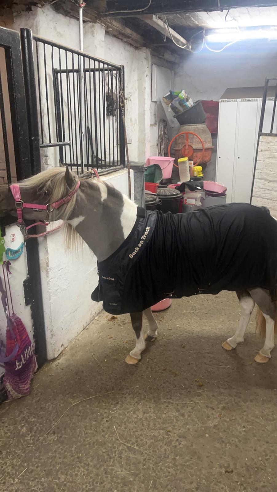 Amerikansk Miniature MHS ULTRA DENIQUE SHOWGIRL billede 5