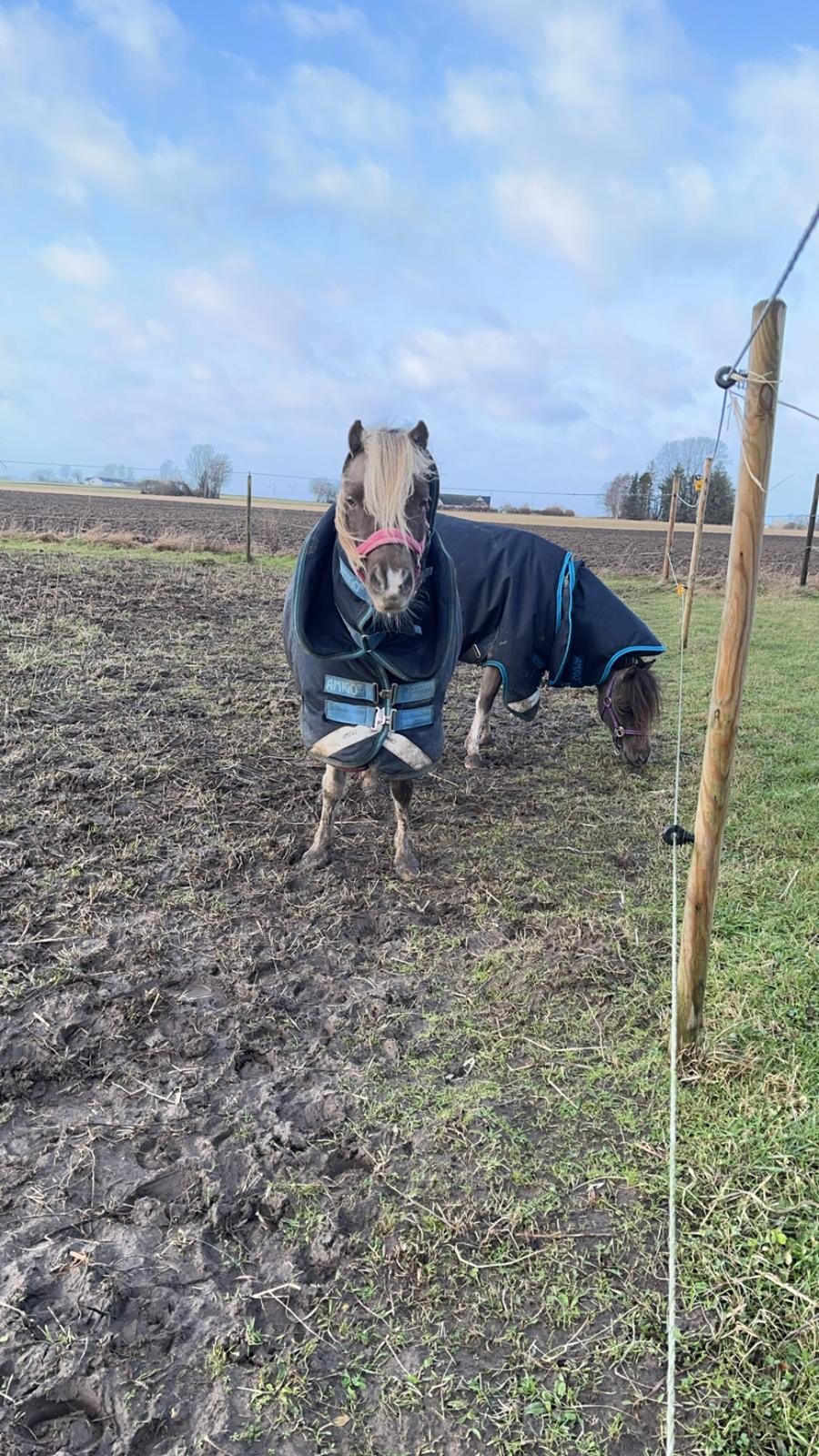 Amerikansk Miniature MHS ULTRA DENIQUE SHOWGIRL billede 6