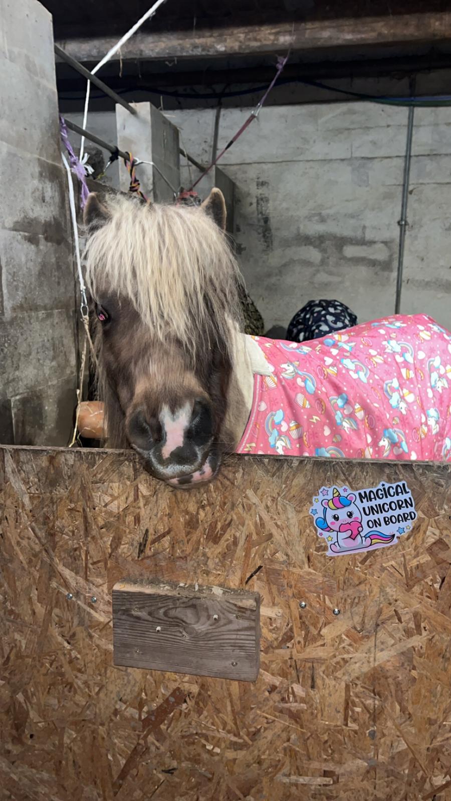 Amerikansk Miniature MHS ULTRA DENIQUE SHOWGIRL billede 7