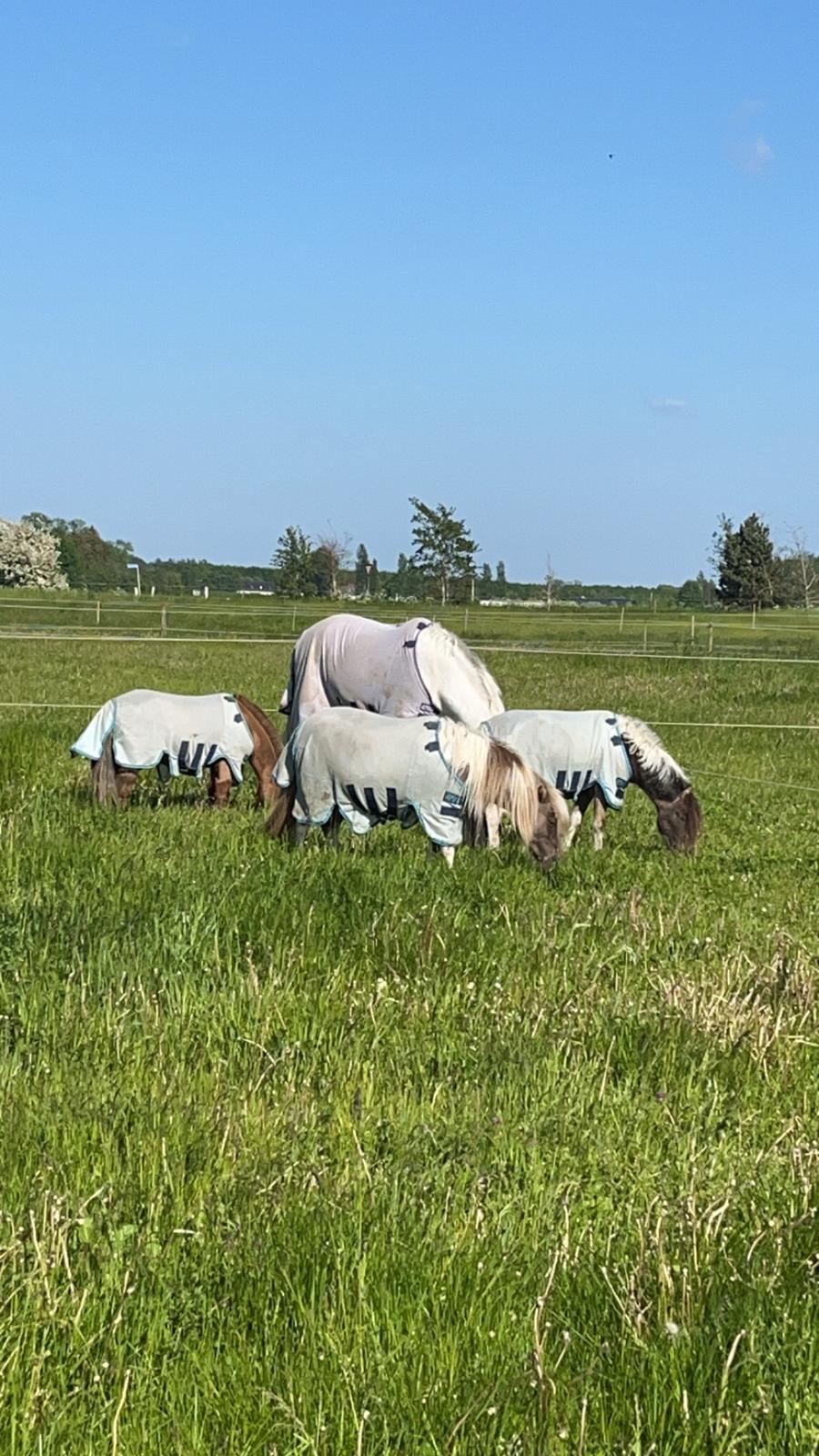 Amerikansk Miniature MHS ULTRA DENIQUE SHOWGIRL billede 8