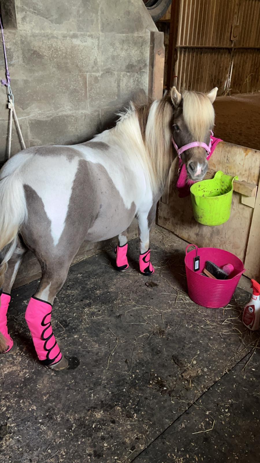 Amerikansk Miniature MHS ULTRA DENIQUE SHOWGIRL billede 9