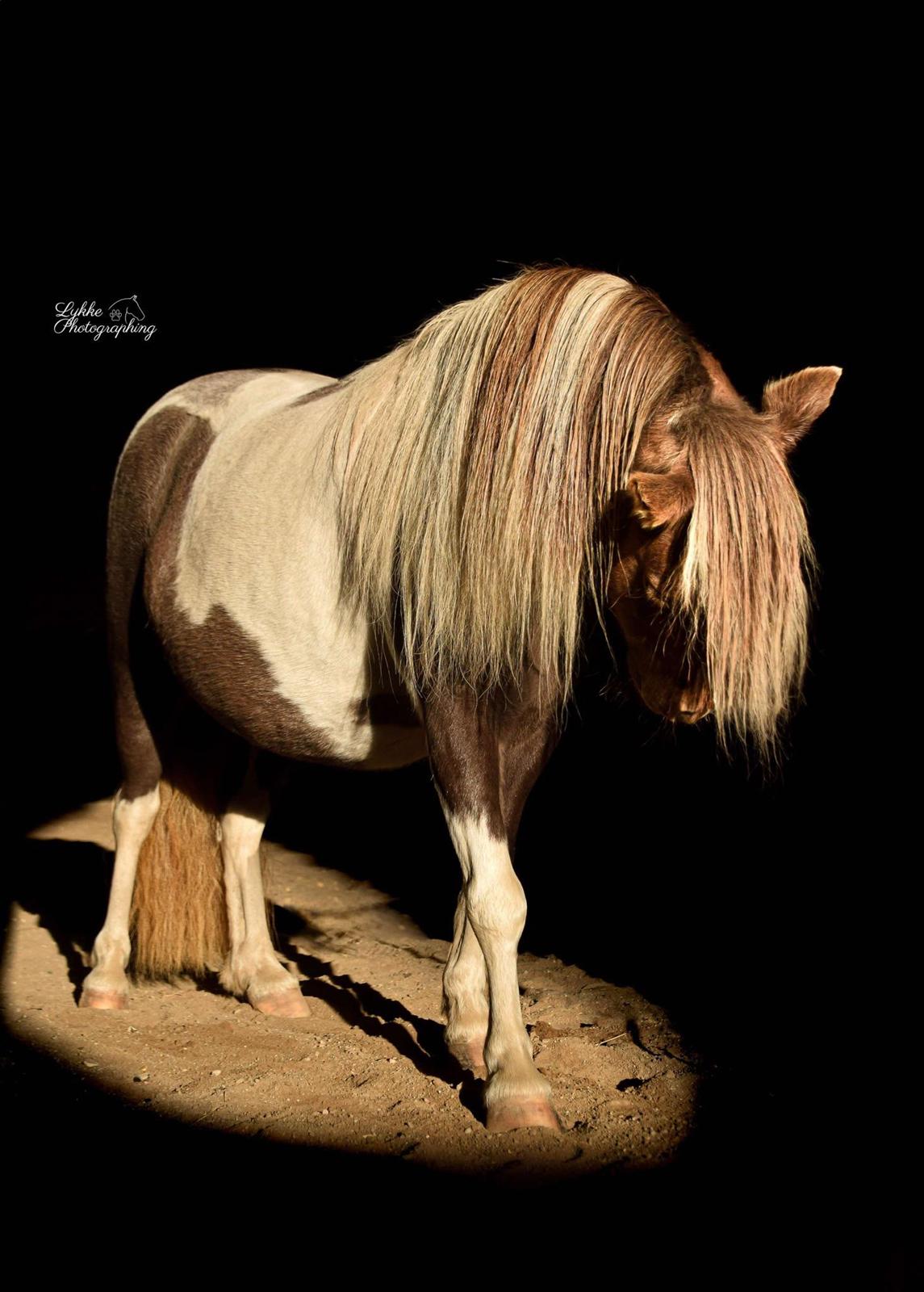 Amerikansk Miniature MHS ULTRA DENIQUE SHOWGIRL billede 10