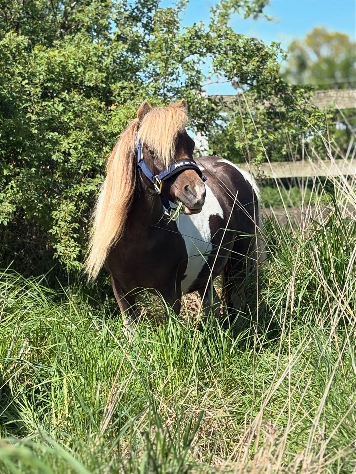 Amerikansk Miniature MHS ULTRA DENIQUE SHOWGIRL billede 13