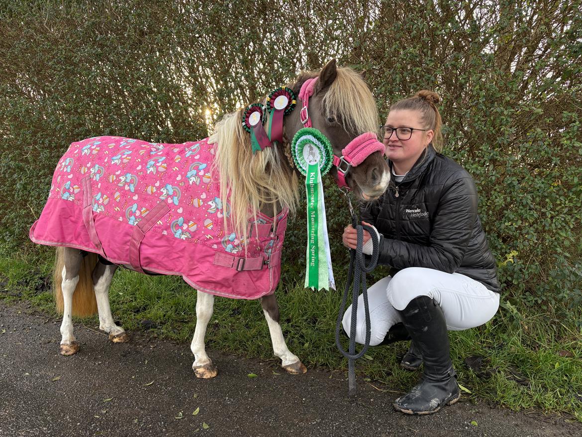 Amerikansk Miniature MHS ULTRA DENIQUE SHOWGIRL billede 11