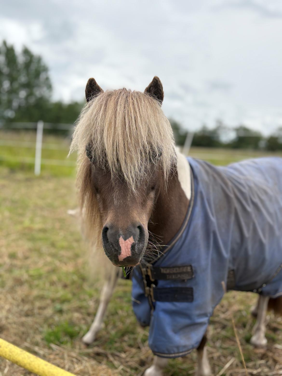 Amerikansk Miniature MHS ULTRA DENIQUE SHOWGIRL billede 16