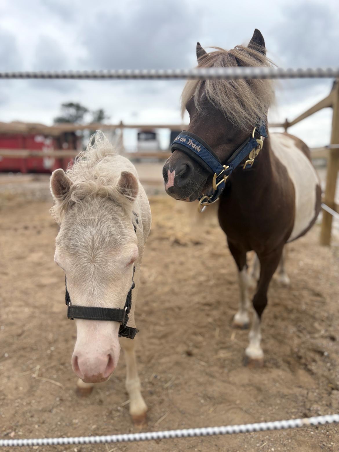 Amerikansk Miniature MHS ULTRA DENIQUE SHOWGIRL billede 19